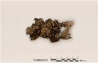 藏品(肺衣)的圖片